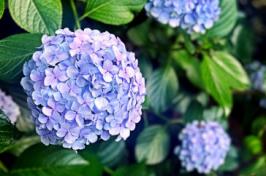 A photo of hydrangeas 